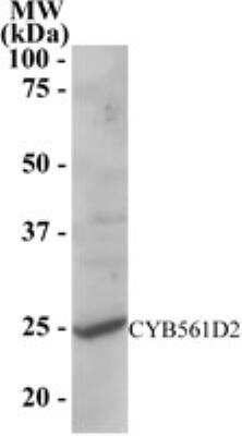 Western Blot: CYB561D2 Antibody [NB300-913]