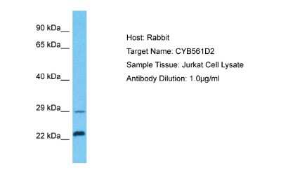Western Blot: CYB561D2 Antibody [NBP2-84742]
