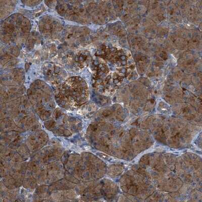 Immunohistochemistry-Paraffin: CYB5D1 Antibody [NBP1-83529]