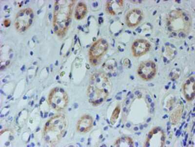 Immunohistochemistry-Paraffin: CYB5R1 Antibody (OTI4B7) [NBP2-01951]