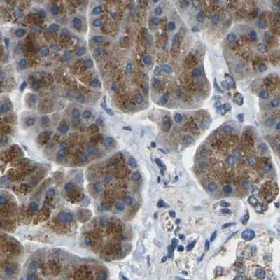 Immunohistochemistry-Paraffin: CYB5R1 Antibody [NBP1-83144]