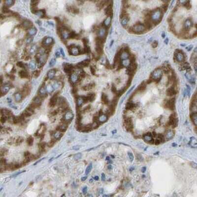 Immunohistochemistry-Paraffin: CYB5R1 Antibody [NBP1-83144]