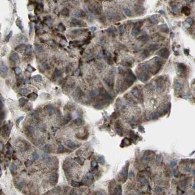 Immunohistochemistry-Paraffin: CYB5R1 Antibody [NBP1-83145]