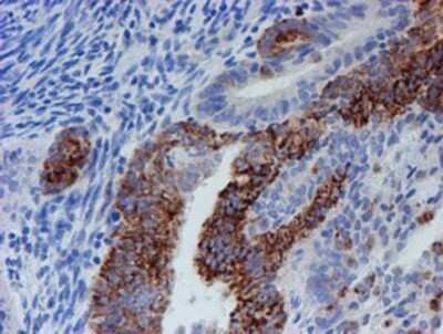 Immunohistochemistry: CYB5R1 Antibody (OTI4B7) - Azide and BSA Free [NBP2-71943]