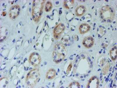 Immunohistochemistry: CYB5R1 Antibody (OTI4B7) - Azide and BSA Free [NBP2-71943]