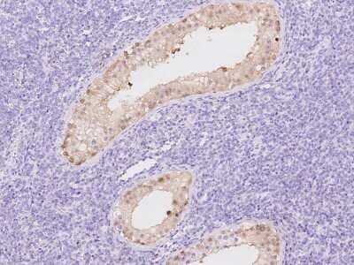 Immunohistochemistry-Paraffin: CYB5R2 Antibody [NBP2-97413]