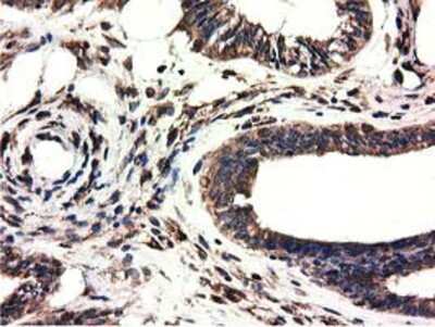 Immunohistochemistry-Paraffin: CYB5R3 Antibody (OTI2A10) [NBP2-02705]