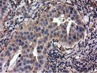 Immunohistochemistry-Paraffin: CYB5R3 Antibody (OTI2A10) [NBP2-02705]
