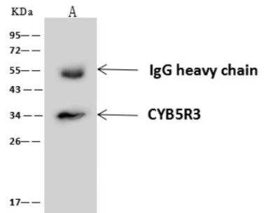 Immunoprecipitation: CYB5R3 Antibody [NBP3-06497]