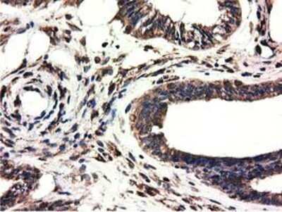 Immunohistochemistry: CYB5R3 Antibody (OTI2A10) - Azide and BSA Free [NBP2-70572]