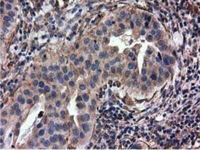 Immunohistochemistry: CYB5R3 Antibody (OTI2A10) - Azide and BSA Free [NBP2-70572]