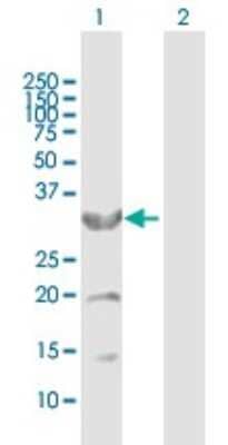 Western Blot: CYB5R3 Antibody [H00001727-B01P]