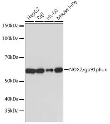 Western Blot: CYBB/NOX2 Antibody (2Y8W3) [NBP3-15866]