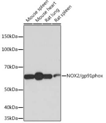 Western Blot: CYBB/NOX2 Antibody (2Y8W3) [NBP3-15866]