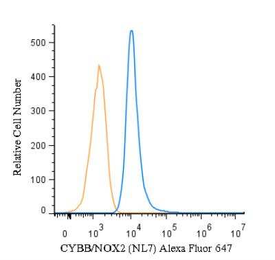 Flow (Intracellular): CYBB/NOX2 Antibody (NL7) - BSA Free [NBP1-41012]