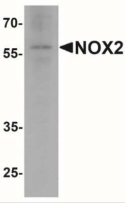 Western Blot: CYBB/NOX2 AntibodyBSA Free [NBP2-41291]