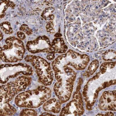 Immunohistochemistry-Paraffin: CYC1 Antibody [NBP1-86872]