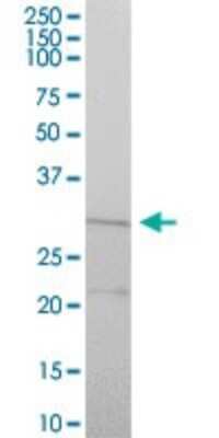 Western Blot: CYC1 Antibody [H00001537-B01P]