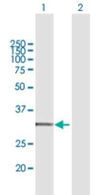 Western Blot: CYC1 Antibody [H00001537-B01P]