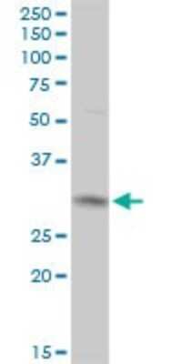 Western Blot: CYC1 Antibody [H00001537-D01P]