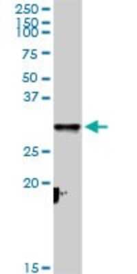 Western Blot: CYC1 Antibody [H00001537-D01P]
