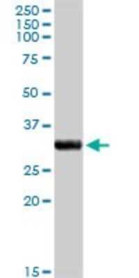 Western Blot: CYC1 Antibody [H00001537-D01P]