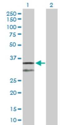 Western Blot: CYC1 Antibody [H00001537-D01P]