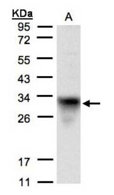 Western Blot: CYC1 Antibody [NBP1-32072]