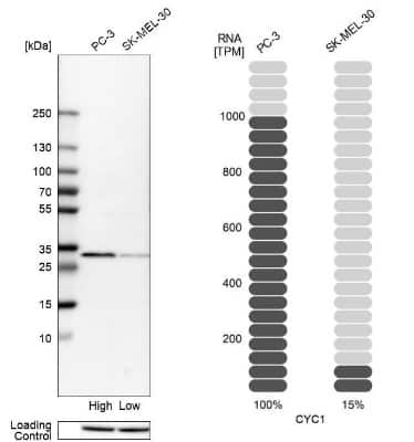 Western Blot: CYC1 Antibody [NBP1-86872]