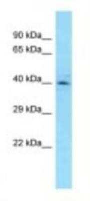 Western Blot: CYC1 Antibody [NBP1-98425]