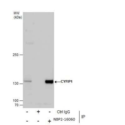 Immunoprecipitation: CYFIP1 Antibody [NBP2-16060]