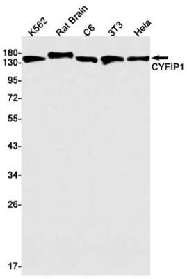 Western Blot: CYFIP1 Antibody (S08-9B4) [NBP3-15019]