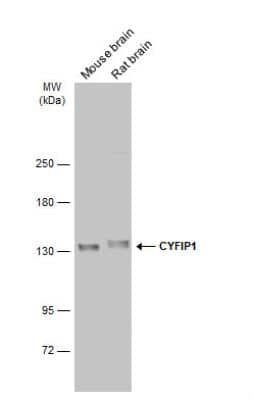 Western Blot: CYFIP1 Antibody [NBP2-16060]