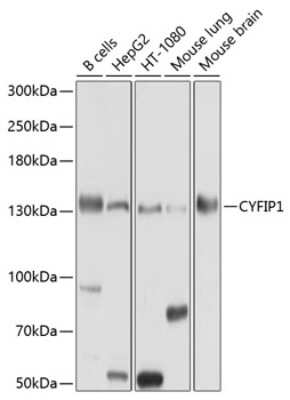 Western Blot: CYFIP1 AntibodyBSA Free [NBP2-92695]