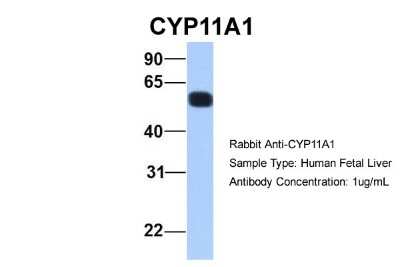 Western Blot: CYP11A1 Antibody [NBP1-54758]