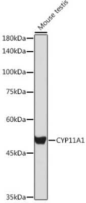 Western Blot: CYP11A1 AntibodyAzide and BSA Free [NBP2-92759]