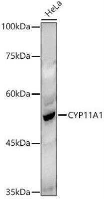 Western Blot: CYP11A1 AntibodyAzide and BSA Free [NBP2-92879]