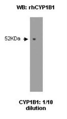 Western Blot: CYP1B1 Antibody (5E2)BSA Free [NBP2-50190]