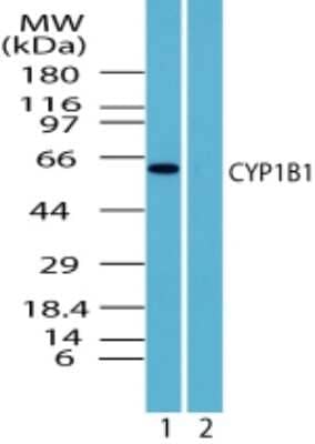 Western Blot: CYP1B1 Antibody [NBP2-24722]