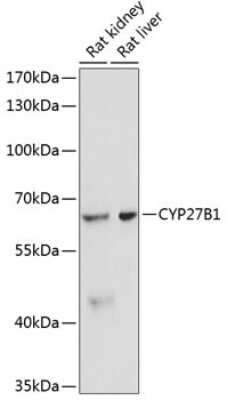 Western Blot: CYP27B1 AntibodyAzide and BSA Free [NBP2-92637]