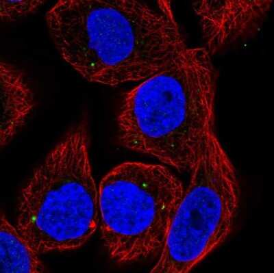 Immunocytochemistry/ Immunofluorescence: CYP27C1 Antibody [NBP2-55765]