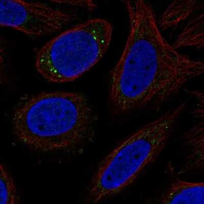 Immunocytochemistry/ Immunofluorescence: CYP27C1 Antibody [NBP2-68789]