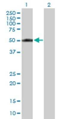 Western Blot: CYP2A13 Antibody [H00001553-B01P]