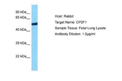 Western Blot: CYP2F1 Antibody [NBP2-83986]