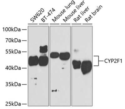 Western Blot: CYP2F1 AntibodyBSA Free [NBP2-92810]