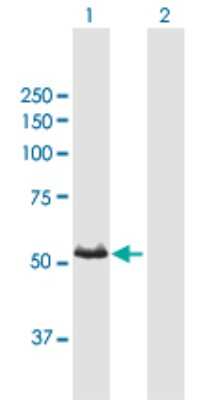 Western Blot: CYP3A7 Antibody [H00001551-B01P]
