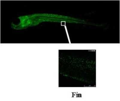 Immunohistochemistry: CYP3C1 Antibody (V12P6F5*E3) - BSA Free [NBP2-50210]