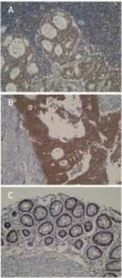 Immunohistochemistry: CYP46A1 Antibody (N8-P6E4*H8) - BSA Free [NBP2-50194]