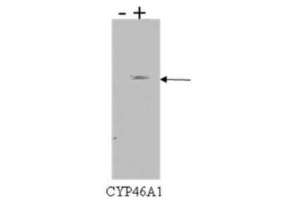 Western Blot: CYP46A1 Antibody (N8-P6E4*H8)BSA Free [NBP2-50194]