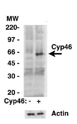 Western Blot: CYP46A1 Antibody [NB400-140]